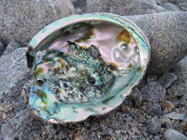 abalone shell