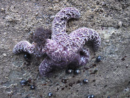 purple sea star