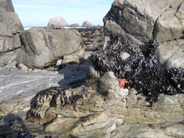 sea star and mussels