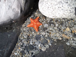 orange sea star