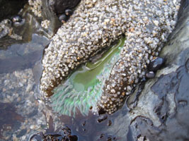 sea anemone