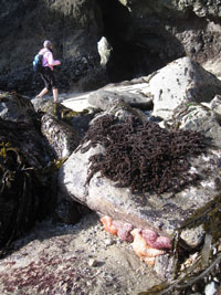 colorful sea stars