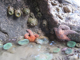 colorful sea stars