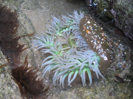 anemone