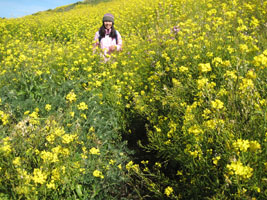 many yellow flowers