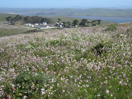 Mcclure Ranch