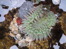 anemone