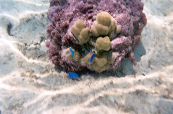 snorkeling off Moorea