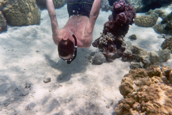 snorkeling off Moorea