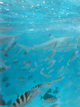 snorkeling off Moorea