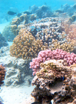 snorkeling off Moorea