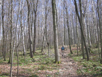 walking in the woods