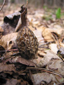 young morel mushroom