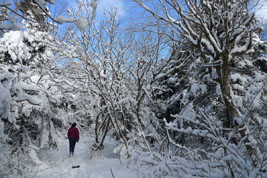 hiking into the snow, Mt Greylock