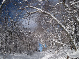 hiking into the snow, Mt Greylock; by Joy