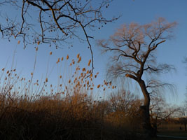 reeds and willows