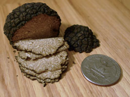 fresh black truffle from Alba, Italy