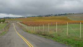 Sonoma vineyards in November