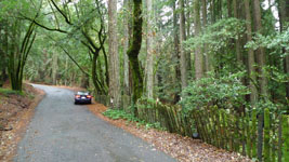 driving through redwood forest