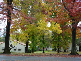 fall color in Glen Ellen
