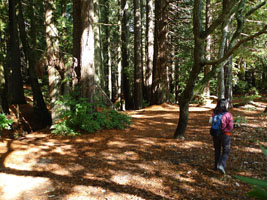 hiking in Santa Cruz