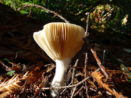 unidentified mushroom number one