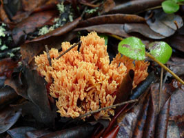 unidentified mushroom number two