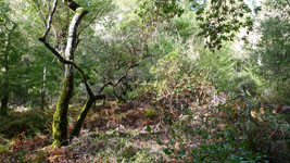 prime mushroom habitat