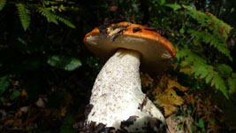 manzanita bolete mushroom