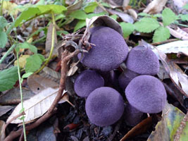bizarre fuzzy purple mushrooms