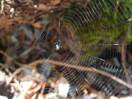 spider and web