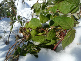 raspberries are still red