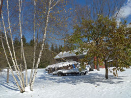 snowy yard