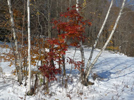 colorful leaves