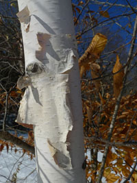 birch bark