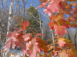 colorful leaves