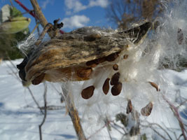 milkweed seeds