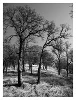 oak trees in winter