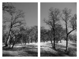 oak trees in winter