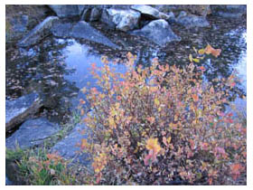 pear lake scenery