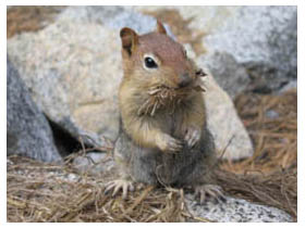 nest-building for winter