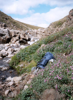 arctic wildflowers were blooming