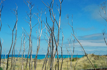 dry stalks of fennel, north of Kaikoura, New Zealand