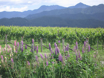 lupines by a vineyard, Marlborough, New Zealand