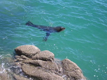 sea lion, Abel Tasman, New Zealand