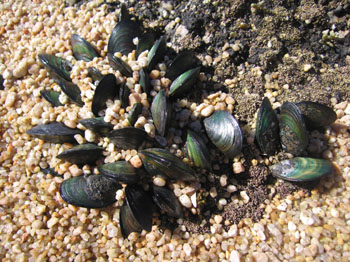 green mussels at low tide, Abel Tasman, New Zealand