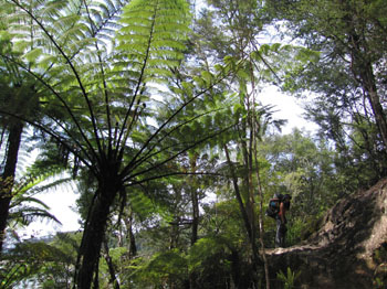 Tree ferns, Abel Tasman, New Zealand