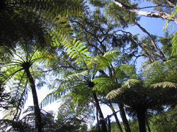 tree ferns, Abel Tasman, New Zealand