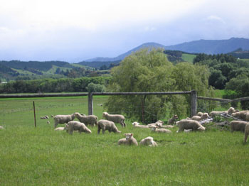 spring lambs, Moutueka Valley, New Zealand