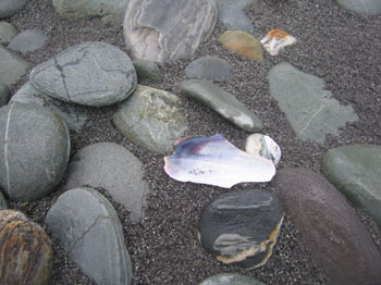 shells and rocks at Gillespie beach, New Zealand